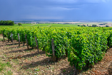 Fototapeta na wymiar Vineyards of Pouilly-Fume appellation, making of dry white wine sauvignon blanc growing different types of soils, France