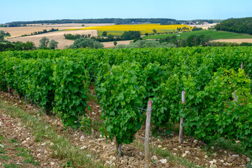 Fototapeta na wymiar Vineyards of Pouilly-Fume appellation, making of dry white wine sauvignon blanc grape growing different soils, France