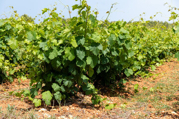 Fototapeta na wymiar French red and rose wine grapes plants in row, Costieres de Nimes AOP domain or chateau vineyard, France