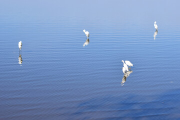 cisne, ave, acuático, lago, naturaleza, mar, blanco, animal, fauna, ave, gaviota, cisne, gaviota, azul, natación, río, vuela, inhospitalario, oceáno, apresurado, animal, cielo, charcas, emplumar