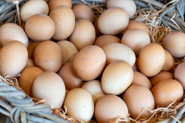 Organic brown chicken eggs from free-range farm in basket