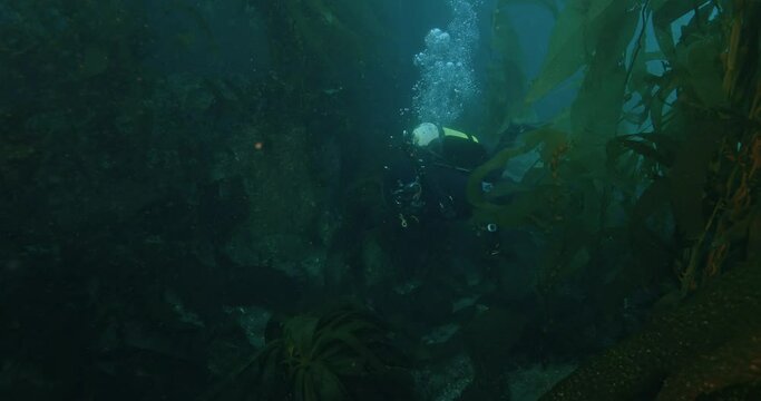 Scuba diver swimming in kelp forest with pan upward.