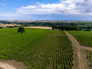 Vineyards of Pouilly-Fume appellation, making of dry white wine sauvignon blanc growing different types of soils, France