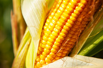 Corn, close-up of corn kernels on the cob, on the field.