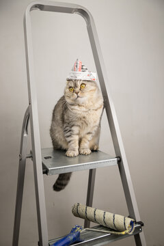 Repair, painting the walls,, funny fat cat sitting on a stepladder in a repair hat made of newspaper. Near the roller for painting the walls.