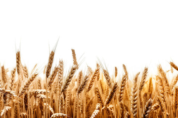 wheat field isolated on transparent background ,wheat field png clip art ,generative ai