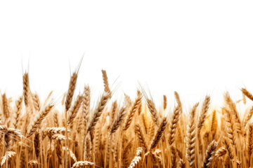 wheat field isolated on transparent background ,wheat field png clip art ,generative ai