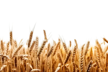 Foto op Canvas wheat field isolated on transparent background ,wheat field png clip art ,generative ai © Leo