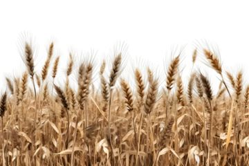 wheat field isolated on transparent background ,wheat field png clip art ,generative ai