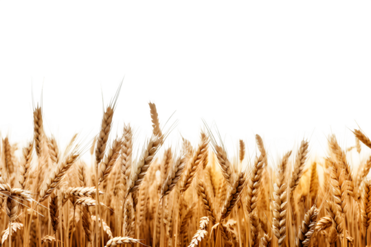 wheat field isolated on transparent background ,wheat field png clip art ,generative ai