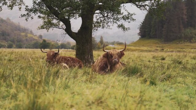 Highland Coo, Scottish cow resting in the grass
