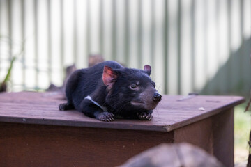 Close up view of Tasmania devil 