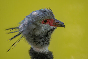 portrait of a chicken