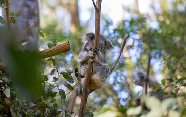 Close up view of a Koala asleep in a tree in it's natural habitat