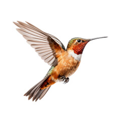a Allen's Hummingbird Selasphorus sasin in flight, iridescent feathers a copper flash in a Nature-themed, photorealistic illustration in a PNG, cutout, and isolated. Generative AI