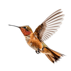 a Allen's Hummingbird Selasphorus sasin in flight, iridescent feathers a copper flash in a Nature-themed, photorealistic illustration in a PNG, cutout, and isolated. Generative AI