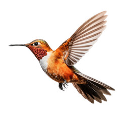 a Allen's Hummingbird Selasphorus sasin in flight, iridescent feathers a copper flash in a Nature-themed, photorealistic illustration in a PNG, cutout, and isolated. Generative AI