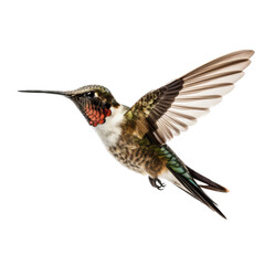 Fototapeta premium a Ruby-Throated Hummingbird in flight, iridescent feathers a summer jewel in a Nature-themed, photorealistic illustration in a PNG, cutout, and isolated. Generative AI
