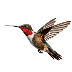 Fototapeta premium a Ruby-Throated Hummingbird in flight, iridescent feathers a summer jewel in a Nature-themed, photorealistic illustration in a PNG, cutout, and isolated. Generative AI