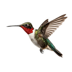 Fototapeta premium a Ruby-Throated Hummingbird in flight, iridescent feathers a summer jewel in a Nature-themed, photorealistic illustration in a PNG, cutout, and isolated. Generative AI