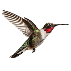 Fototapeta na wymiar a Ruby-Throated Hummingbird in flight, iridescent feathers a summer jewel in a Nature-themed, photorealistic illustration in a PNG, cutout, and isolated. Generative AI
