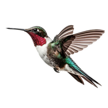 a Ruby-throated hummingbird in-flight, side view in a PNG, Nature-themed, isolated, and transparent photorealistic illustration. Generative ai