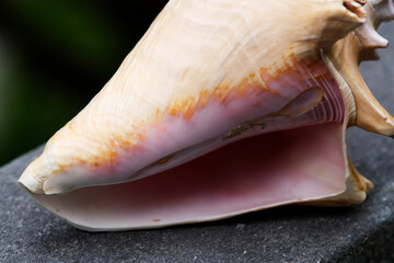 Closeup Shot Of Conch Sea Shell On Dark Stone Ledge