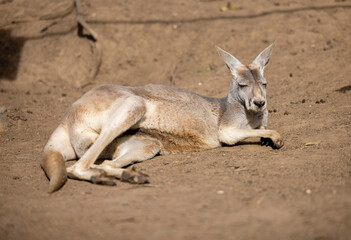 Naklejka na ściany i meble Grey kangaroo resting while in captive habitat