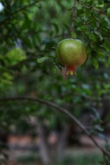 Green pomegranate, pomegranate fruit on a branch, on the farm, garden, background image, nature, gardening