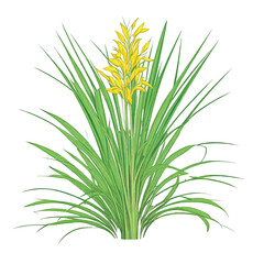 Grass with wildflower vector isolated in white background