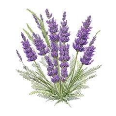 Obraz premium Lavender Vector isolated in white background