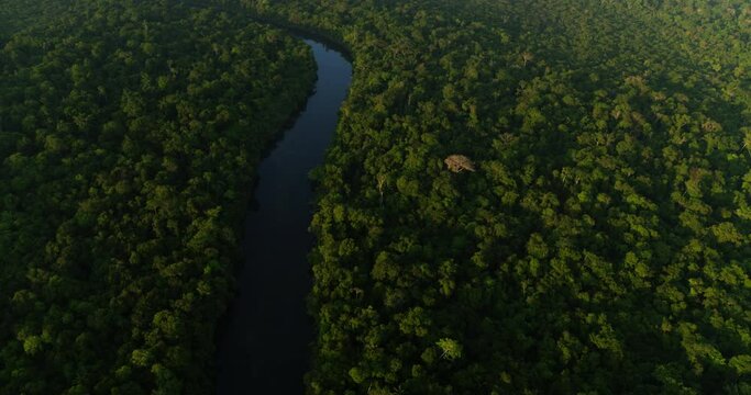 Morning Amazon Rainforest Panorama with River: Aerial View of Peaceful Rainforest and Greenery Under Clear Sky 8