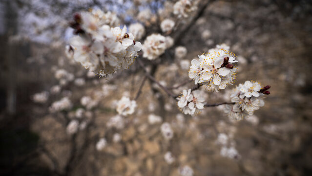 View of apricot flowers, spring time in Hunza Valley, Gilgit Baltistan, Pakistan.