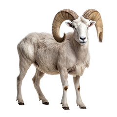 a Dall sheep ram full curl in Wildlife-themed, photorealistic illustration in a PNG, cutout, and isolated. Generative AI