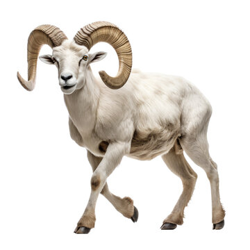 a Dall Sheep (Ovis dalli dalli) ram with full curl, in motion, running jumping in a Wildlife-themed, photorealistic illustration in a PNG, cutout, and isolated. Generative AI