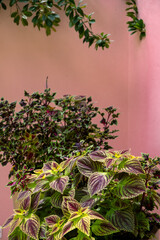 Plants on pink wall