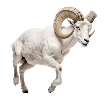 a Dall Sheep (Ovis dalli dalli) ram with full curl, in motion, running jumping in a Wildlife-themed, photorealistic illustration in a PNG, cutout, and isolated. Generative AI