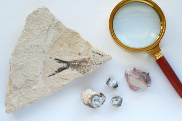 A fish fossil in a rock with a magnifying glass as part of a Paleontology lesson © MargJohnsonVA