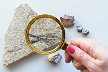 Studying a fish fossil in a rock with a magnifying glass as part of a Paleontology lesson © MargJohnsonVA