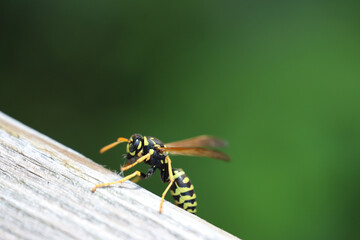 Side view of a yellow jacket wasp on wood in a garden