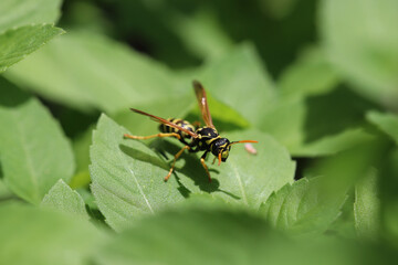 A cute yellow jacket wasp resting on a tulsi / holy basil leaf in a garden