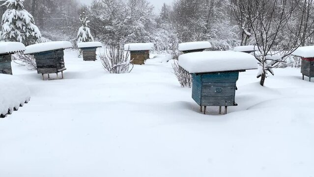 Apiary in winter. Beehives under the snow. Snow-covered beehives on farm
