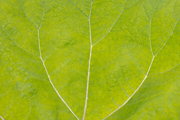 Close up of Petasites hybridus young leaves growing along the pond, Commonly Butterbur is a herbaceous perennial flowering plant in the daisy family Asteraceae, Nature greenery pattern background.