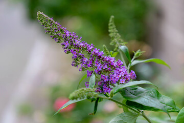 Selective focus of violet blue flower Summer lilac (Vlinderstruik) Buddleja davidii, Butterfly-bush or Orange eye is a species of flowering plant in the family Scrophulariaceae, Nature background.