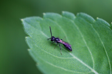 A tiny black wasp resting on a tulsi / holy basil leaf in a garden