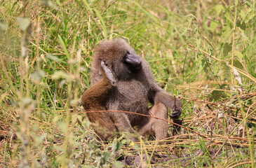 Olive Baboons in Tarangire National Park, Tanzania