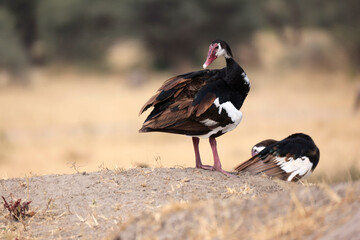 Spur-Winged Goose in Tarangire National Park, Tanzania, Africa