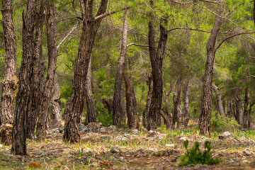 Trees in the forest and bark trees in Turkey