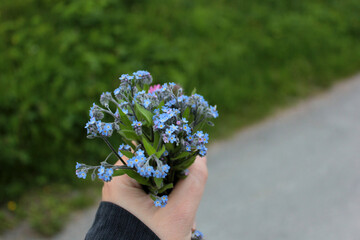 A bouquet of forget-me-nots in a hand on a background of green grass, a beautiful cute bouquet in a hand
