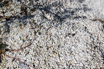 Beach with white sand, fragments of corals on the shore in the sun
